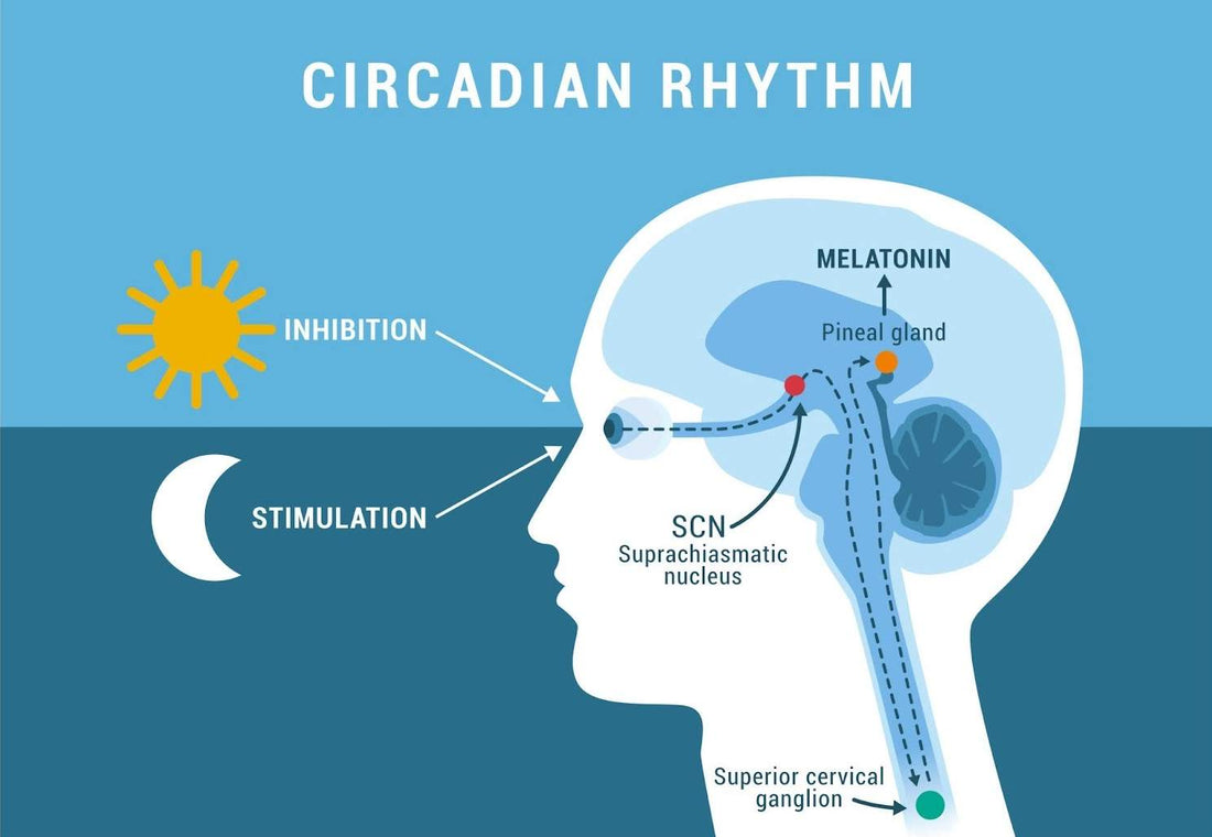 The circadian-depression connection: what the research actually says